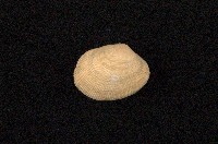 藏品(小眼花簾蛤)的圖片